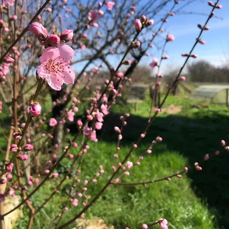 Tente Safari Eco 6 Personnes Castillon-Debats