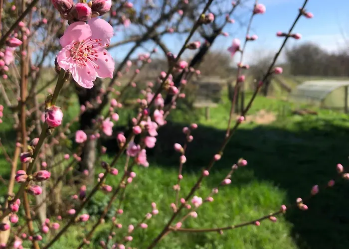 Tente Safari Eco 6 Personnes Castillon-Debats